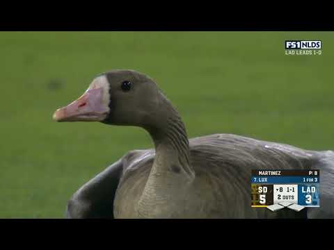 Goose invades field during NLDS game between Dodgers vs Padres!!!