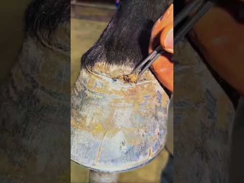 How Horseshoes Are