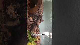 I Love My Centipede.