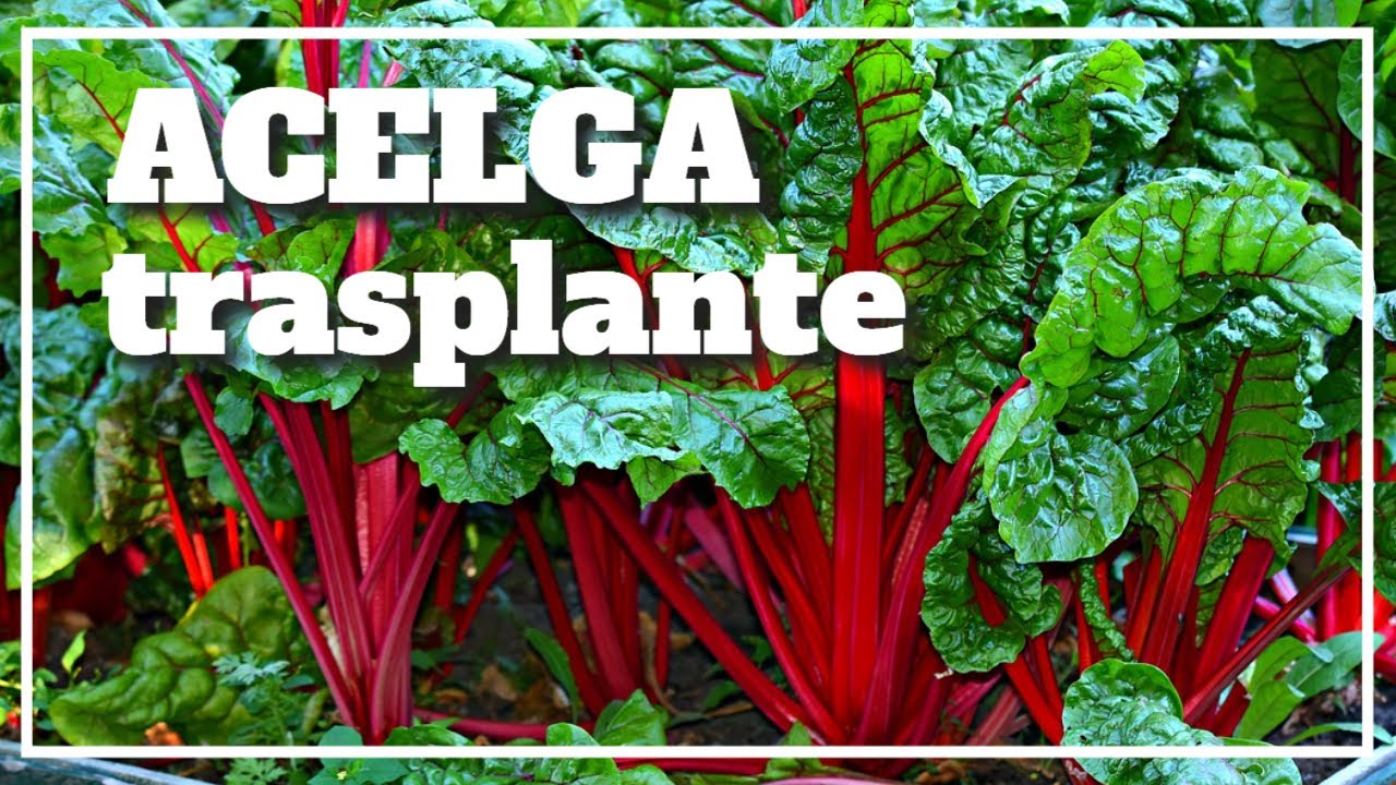 ✔️Trasplante de  Acelga - Soluciones