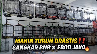 Download Lagu TURUN HARGA‼️ SANGKAR BNR INDONESIA \u0026 EBOD JAYA KUALITAS LOMBA🔥 DI JAKARTA MP3