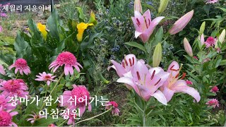 장마가 잠시 쉬어가는 아침정원