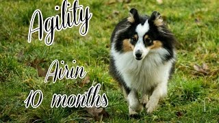 Sheltie Airin - 10 months | AGILITY TRAINING by Terka Šubrtová 1,471 views 8 years ago 3 minutes, 2 seconds