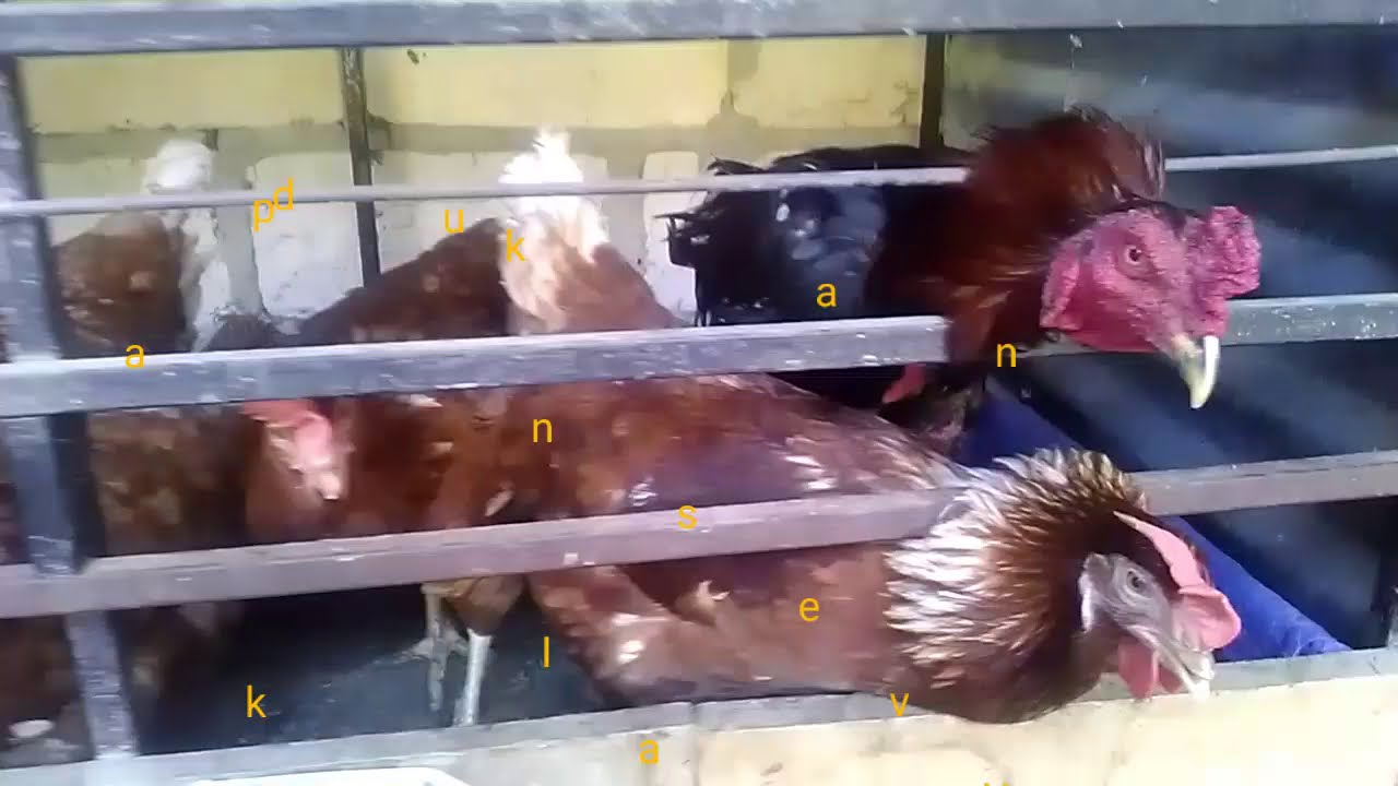 Indukan Ayam kampung Super. 