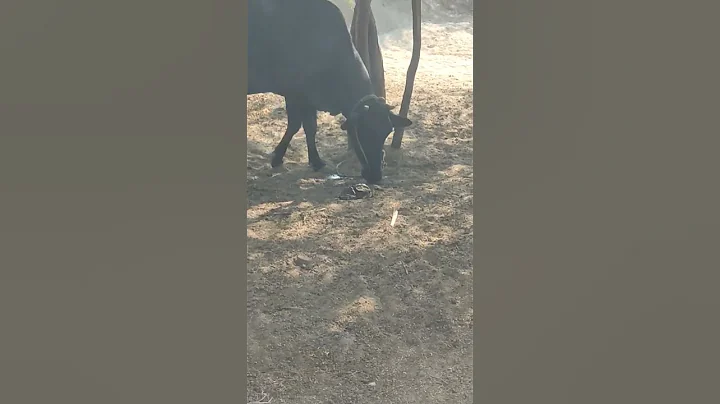 She is drinking her urine have you seen this before,#shorts #animals