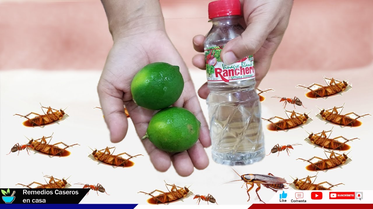 Que significa ver una cucaracha en casa