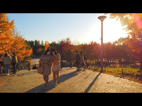 서울숲 - Walking around Autumn in Seoul Forest, Seoul, Korea