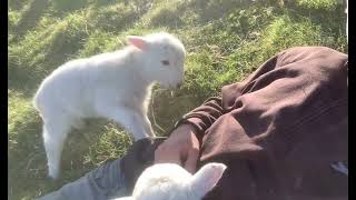 Cute Lamb Needs Attention #funny #wildlife