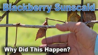 Sunscald on Blackberry