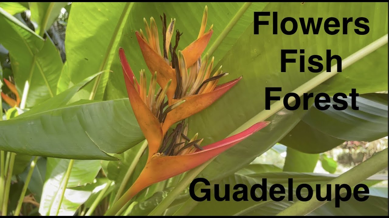 Guadeloupe - The Butterfly Island