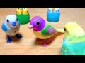 【音量注意】おもちゃのバグ音を聞きに来るセキセイインコ