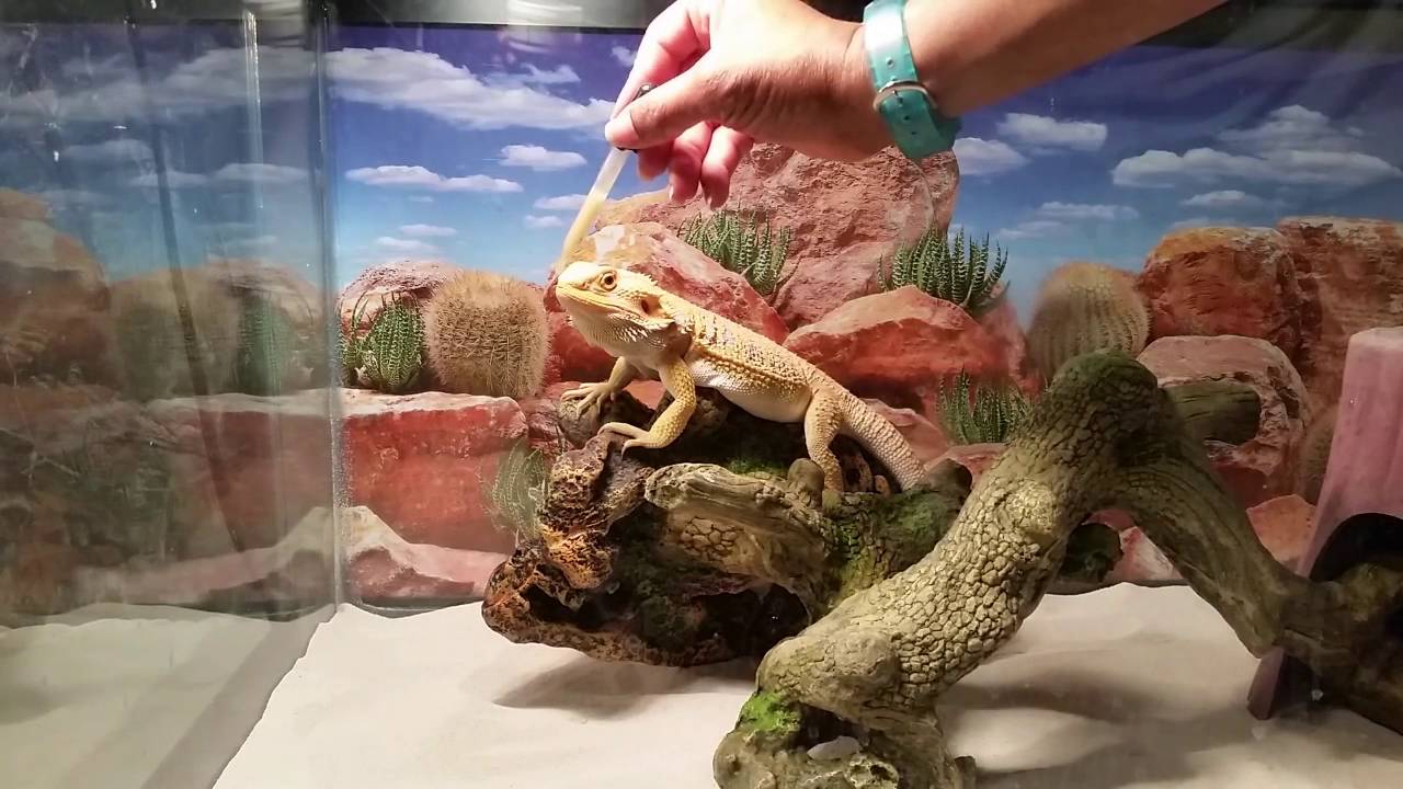 Cleaning my Bearded Dragons habitat YouTube