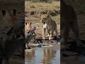 Young Lion Walks Too Close Then a Giant Crocodile Attacks! 😱/wildlife documentary 4k