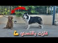 اقوى تحدي بين جاك والكلبه الجديده !! هزيمه جاك 😱