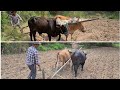 La mula y mi hermano con la yunta  arando la tierra | Las Delicias de Lupita