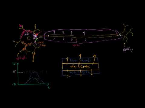 იმპულსის ნახტომისებრი გავრცელება ნეირონში