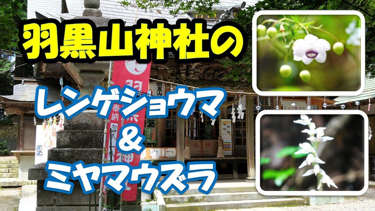 羽黒山神社のレンゲショウマとミヤマウズラ