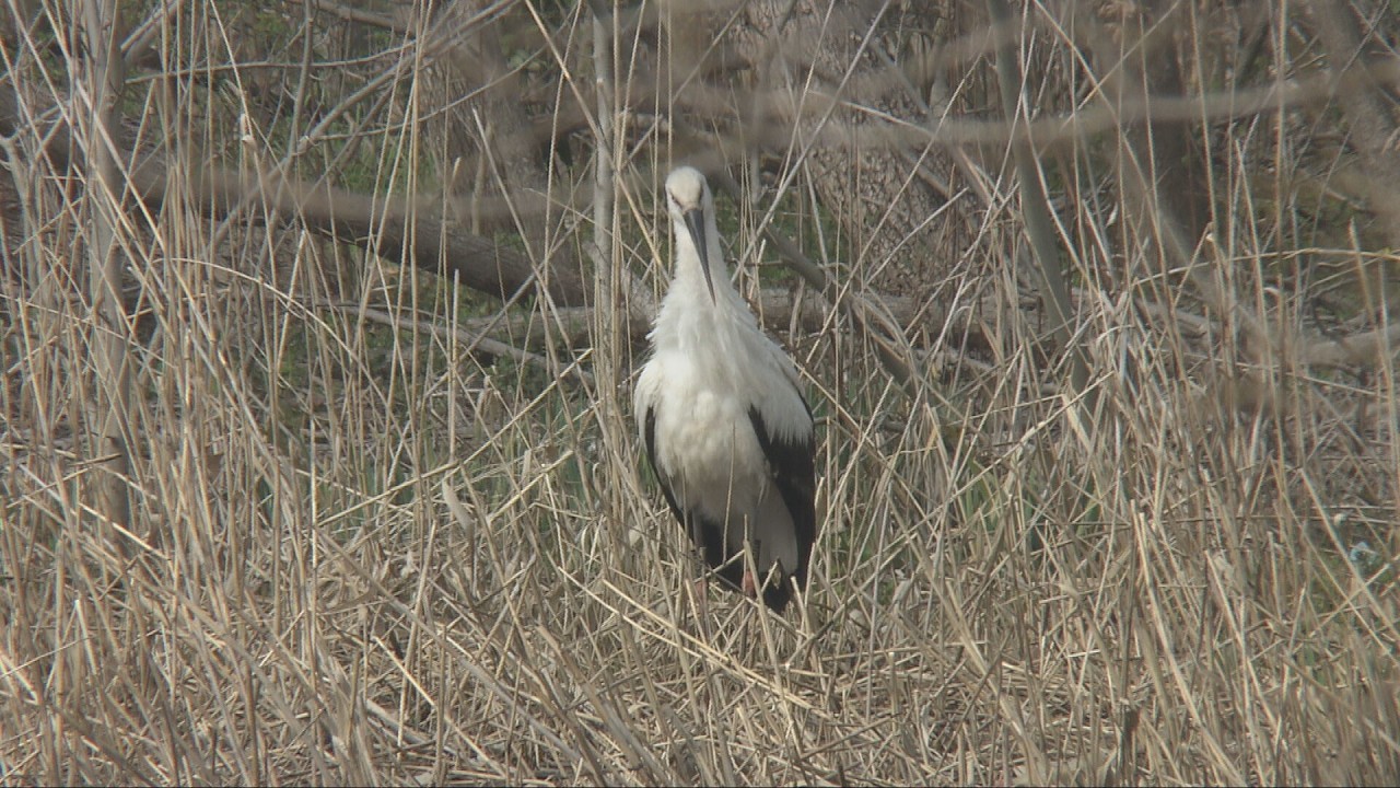 神戸市須磨区の公園に特別天然記念物コウノトリ飛来 連日姿見せ住民