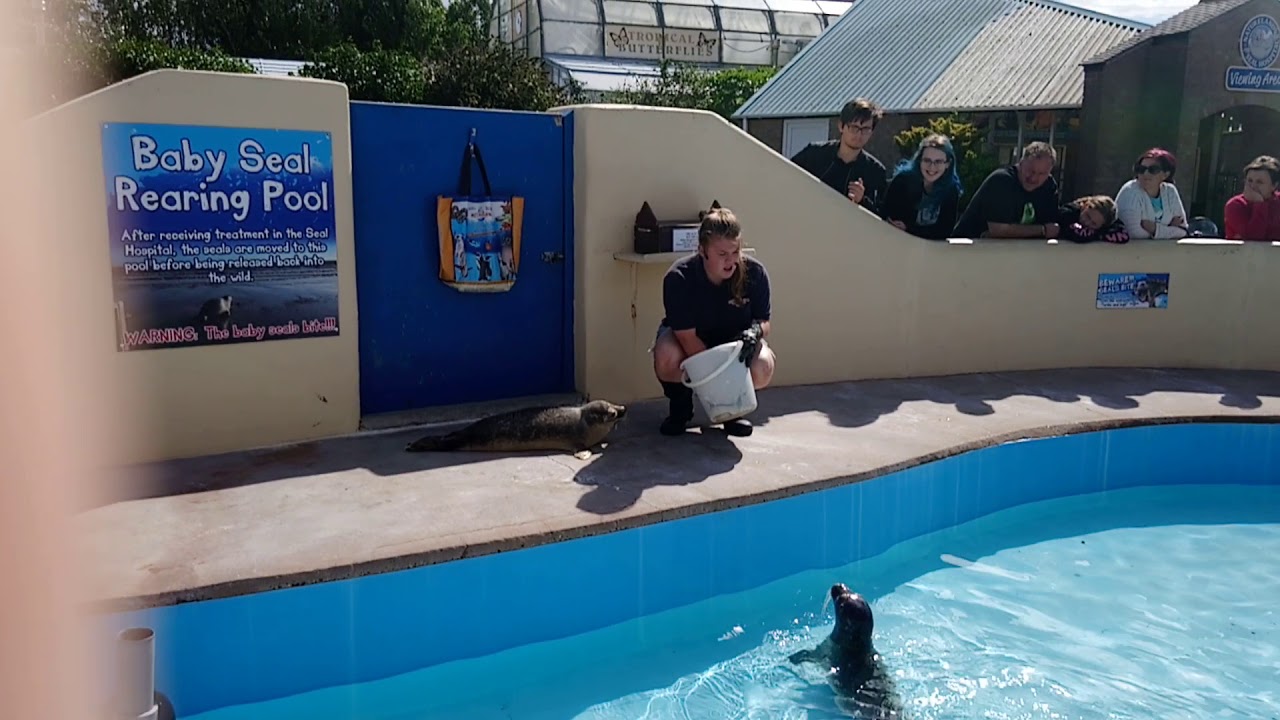 Feeding baby seals at skegness seal sanctuary YouTube