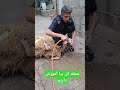 آموزش ذبح شرعی 