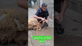 آموزش ذبح شرعی سمعها