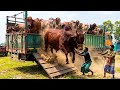 cow unloading, cow videos, cow video, animal, big cow, goru hamba cow, Female cow, Ep- 32