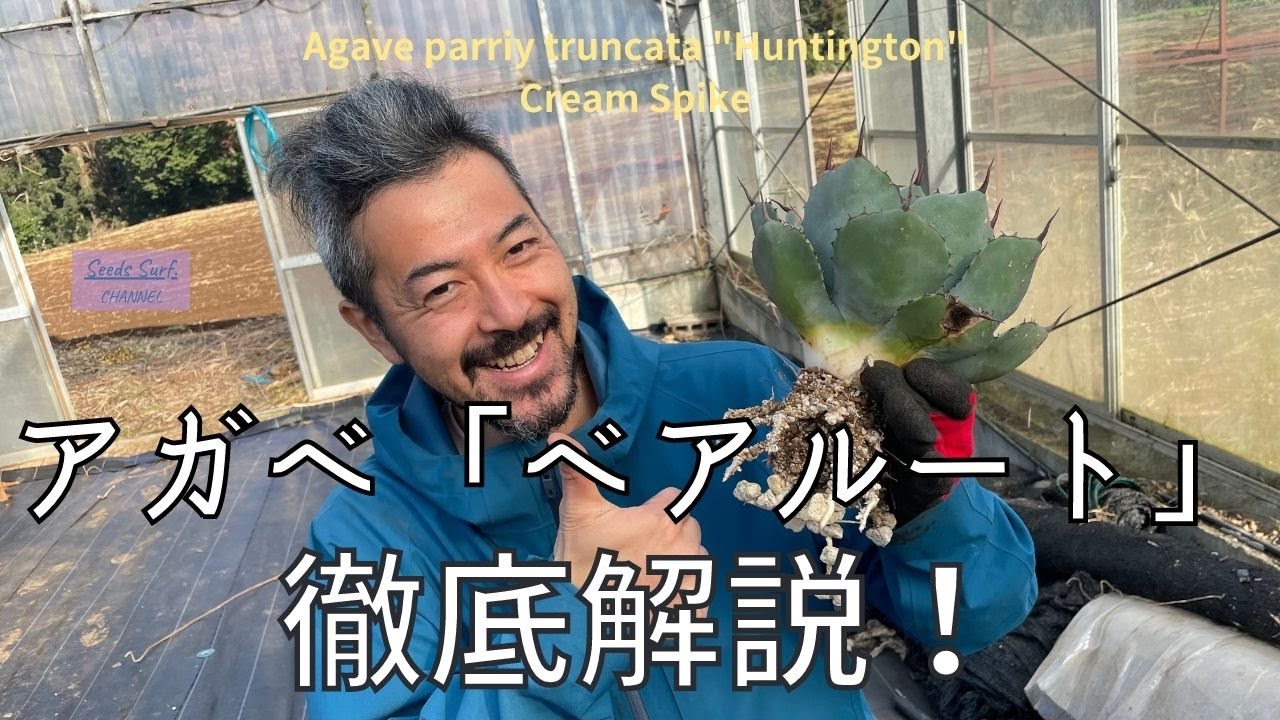 パリー・トランカータ，クリームスパイクにて】アガベのベアルートの 