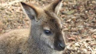 BENNETTS WALLABY - A Shaggy Aussie Macropod