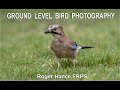 Ground Level Bird Photography using the Olympus EM1X and the 300mm F4 lens.