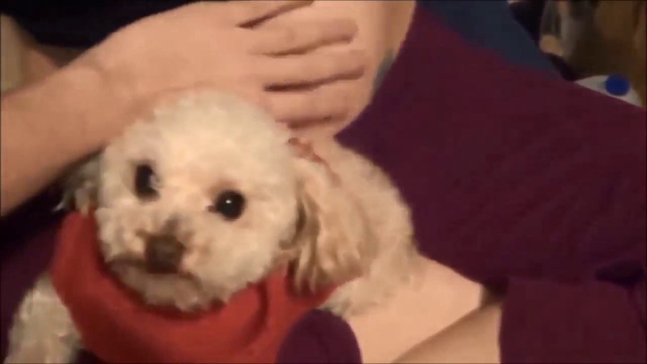 Hero Dog Protecting Pregnant Owner Compilation YouTube