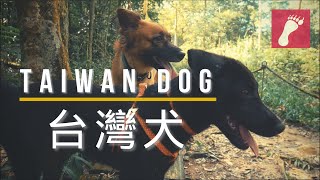 台灣犬 Taiwan Dog | 請領養代替購買 Adopt Don’t Shop! | 水社大山 | 日月潭 @BeastRunners
