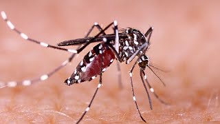 Dengue: Veja como prevenir e saiba quais os principais sintomas.