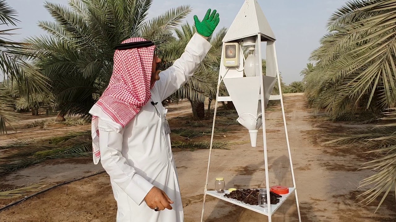 عمليات الوقاية والمكافحة لحفار ساق النخيل ذو القرون الطويلة