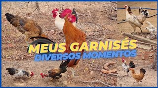 Momentos dos Garnisés no Quintal e na Roça