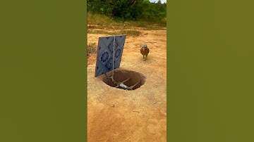 Amazing Quick Unique DIY Parrot Trapping Technique Using Cardboard Box and Axe #ytshorts #shorts