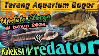 UPDATE HARGA IKAN CHANNA DAN PREDATOR LAINNYA DI TOKO TERANG AQUARIUM BOGOR MEI 2024⁉️