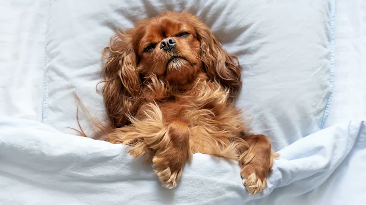 VIDEO DEEP RELAXATION MUSIC FOR DOGS   60 MINS OF ...
