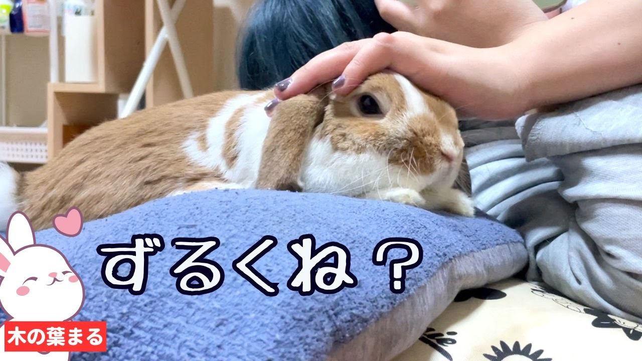 オカムラノリコさん　ロップイヤーウサギ うさちゃん鏡餅 たれ耳（中） うさぎ ロップイヤー 鏡餅 kunchamy 通販
