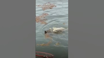 câu cá  thông trưa các bác #carp  #fishing #fish #cauca #câucá #caucagiaitri #watch #whatsappstatus