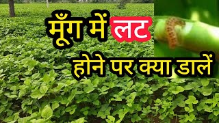 मूँग की फसल में लट होने पर क्या डालें||Moong me lat||Green gram crop screenshot 5