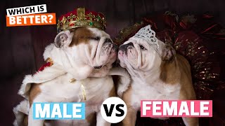 Celebrity Male vs Female French Bulldog: Which is Better? Net Worth
