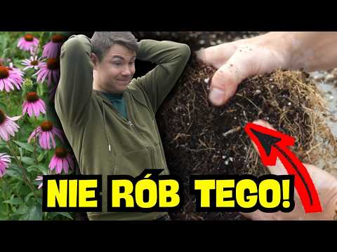 Planting coneflowers in spring – how to plant them so that they bloom for years?