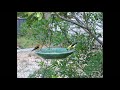 goldfinches in birdbath
