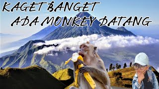 MONYET LUCU ⁉️ Memberi Makan Monyet | Monyet Lucu #monkey #shorts