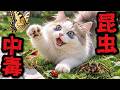昆虫に人生狂わされたお猫様がこちら