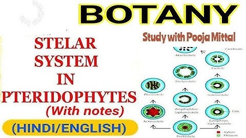 🔵Different types of steles in pteridophytes |Stelar system in pteridophytes | BSc|MSc|GATE|BARC
