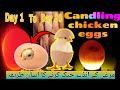 Aseel hen egg candling  golden hen  dark parrot eggs candling  how to do chickens egg candling