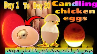 "Aseel Hen Egg Candling 🐣| Golden Hen & Dark Parrot Eggs Candling | How to do chickens egg candling