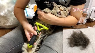 初めてのファーミネーターで大量の毛を取られてしまった猫