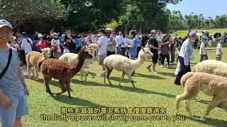 新竹綠世界，給你滿滿的草泥馬!Green World in Hsinchu — packed with adorable alpacas!